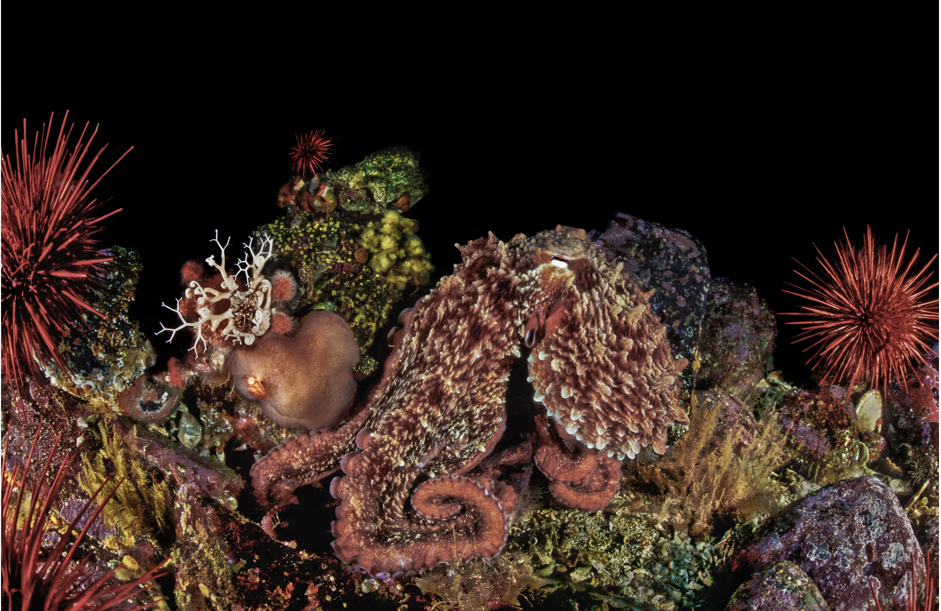 Octopus