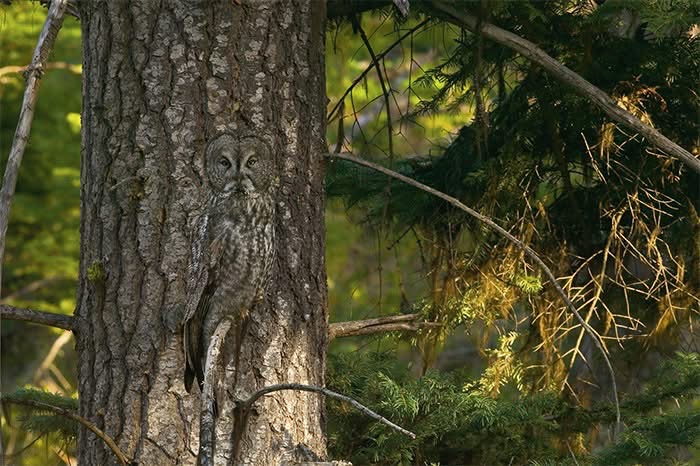 Owl